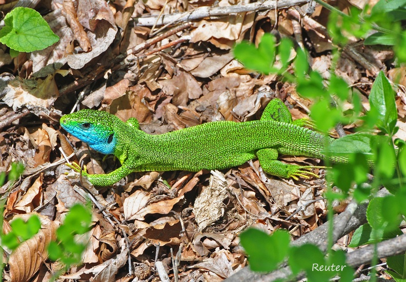 Östliche Smaragdeidechse - European Green Lizard (Lacerta viridis)
Männchen - Male
Foto: Karl Reuter
Ort: Nationalpark Paklenica, Kroatien
Kamera: Nikon D90, 300 mm __stliche Smaragdeidechse _Lacerta viridis_ M__nnchen I.jpg